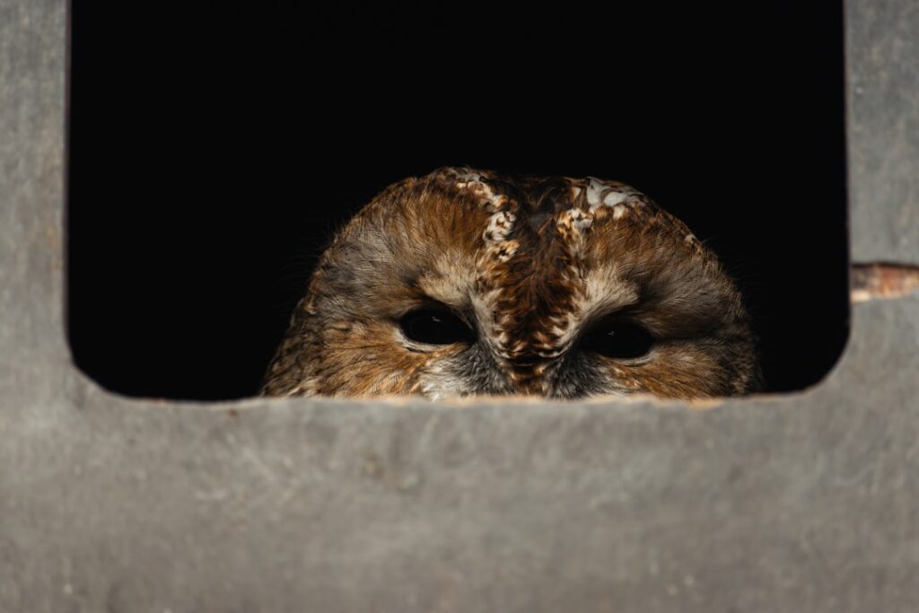 Majestic Owls: The Enigmatic Strigidae Family