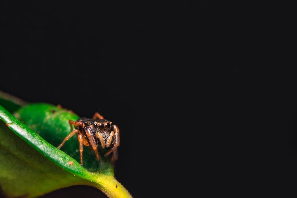 Baboon Spider: Ceratogyrus darlingi Care Guide