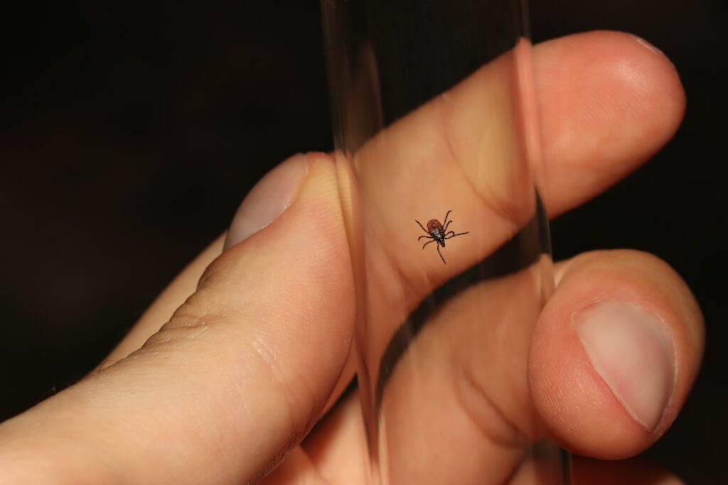 Beware of the Brown Recluse: Loxosceles reclusa Facts
