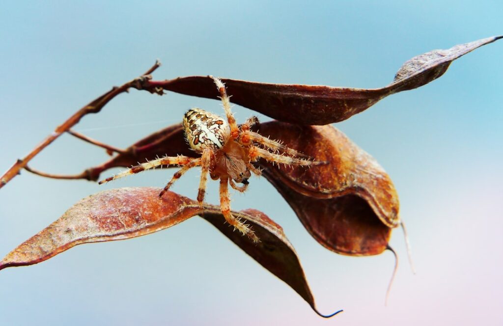 Uncovering the Fascinating World of Harvestman (Opiliones)