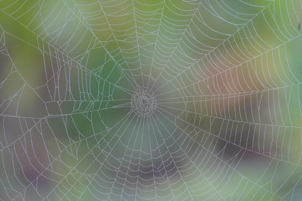 Meet the Golden Silk Orb-Weaver: Nature’s Master Weaver