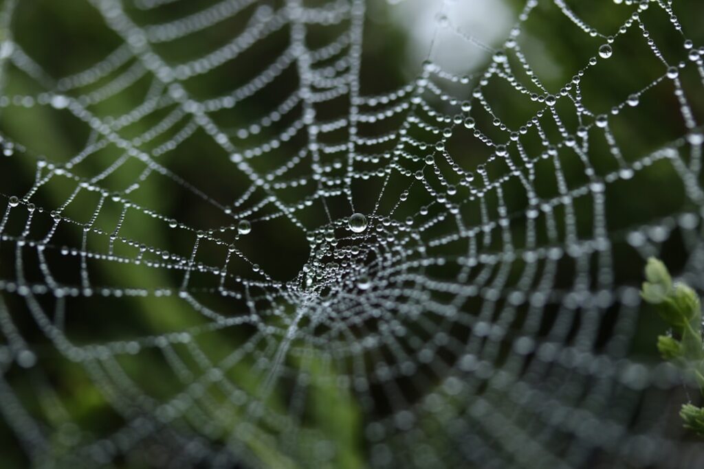 Daddy Longlegs: The Misunderstood Spider