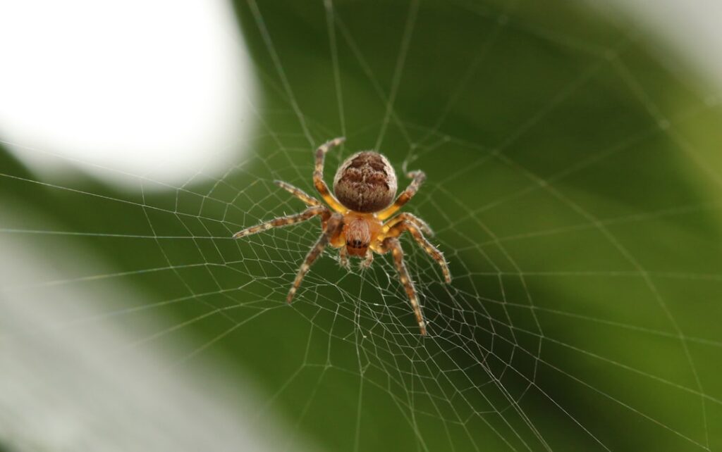 The Huntsman Spider: A Fascinating Arachnid