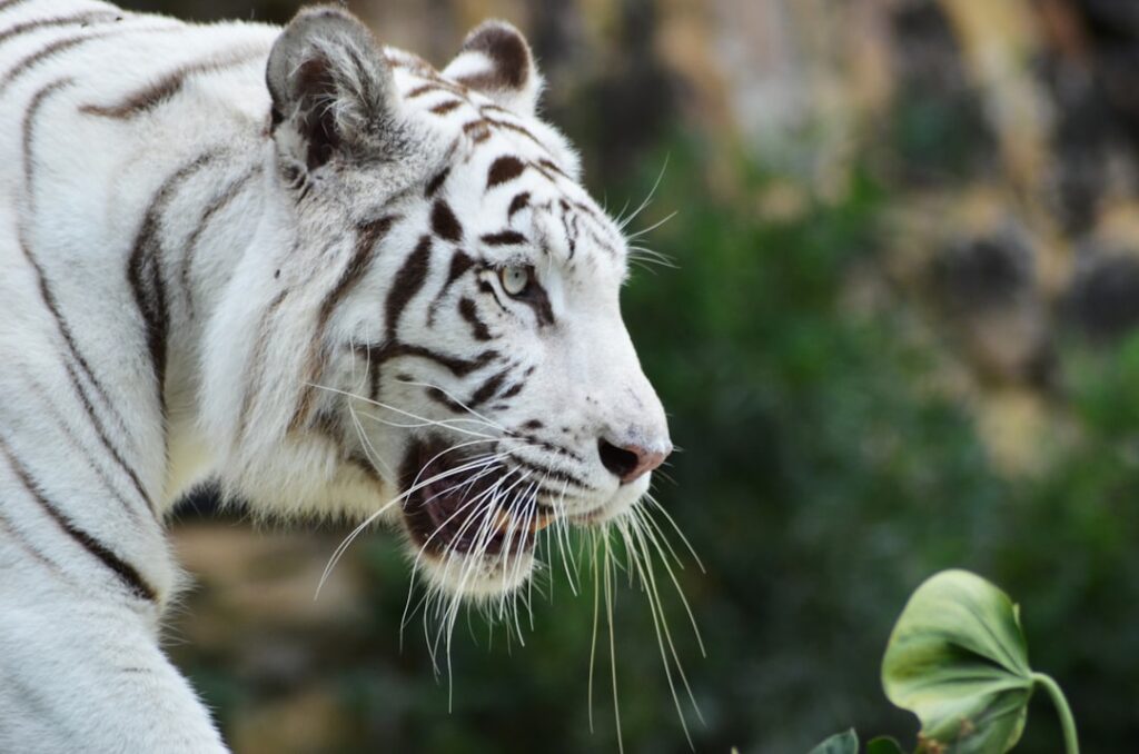 The Mighty Tiger Prawn: A Delicious Delicacy