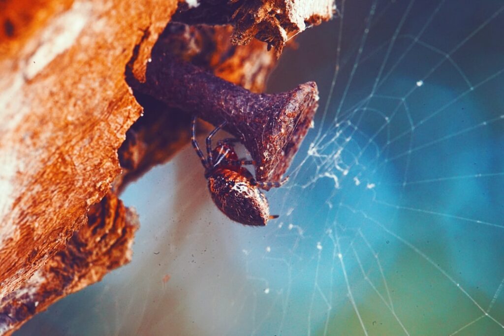 Meet the Zebra Jumping Spider: Salticus scenicus