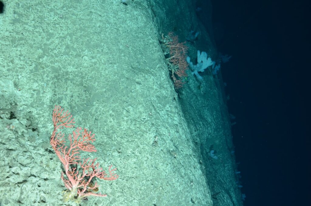 The Vital Role of Copepod (Calanus finmarchicus) in Marine Ecosystems
