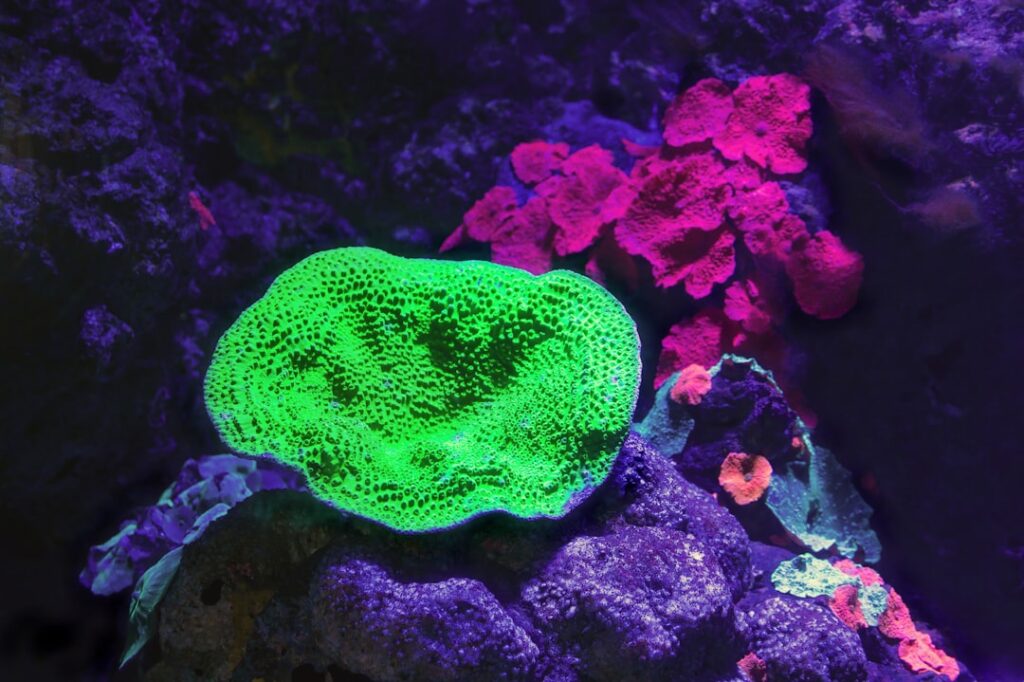 The Fascinating Marine Ostracod: Philomedes globosus