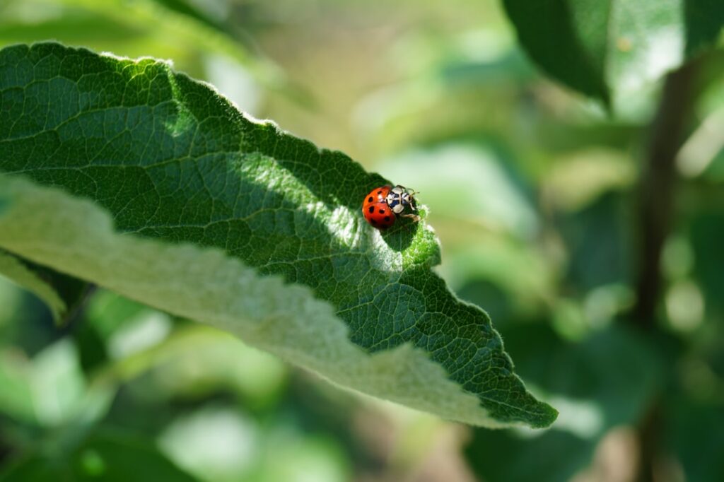 Unveiling the Secret Life of Ladybugs