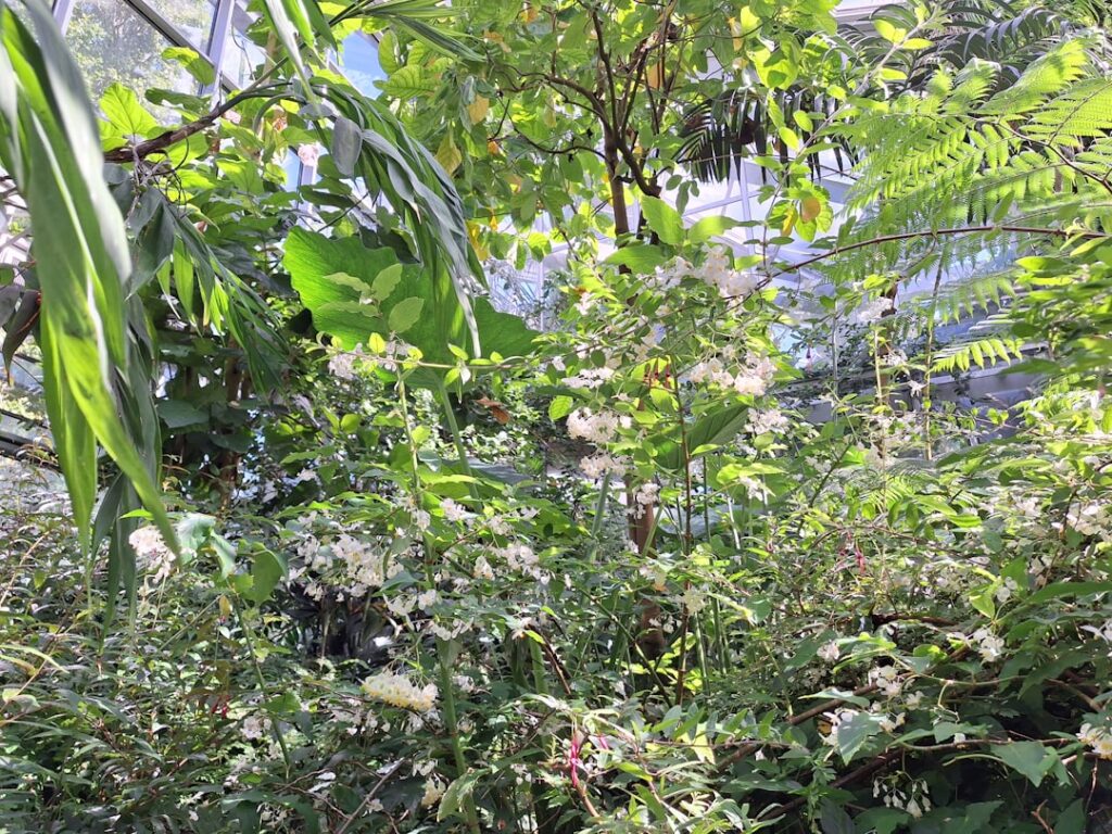Tropical Pauropod: Decapauropus cuenoti