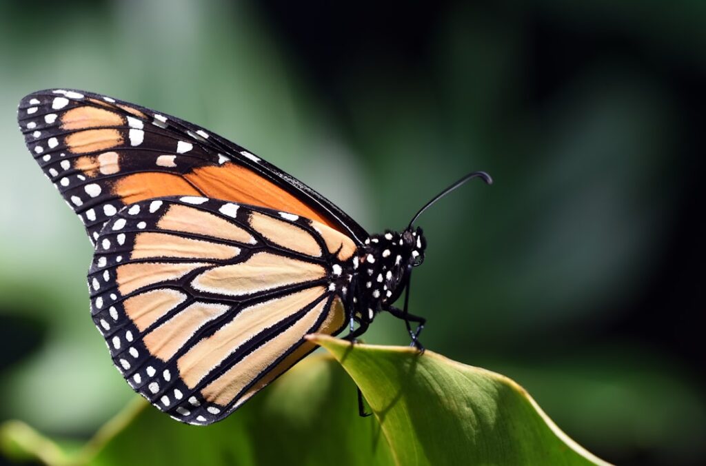 Cabbage White Butterfly: A Common Garden Pest