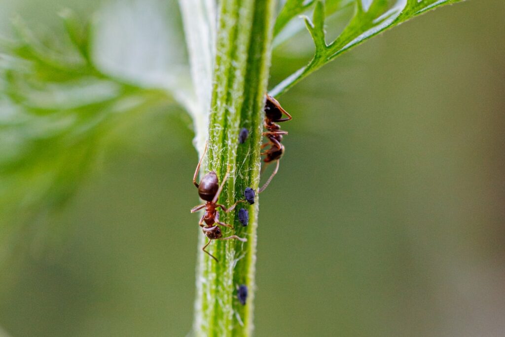 The Fascinating World of the Red Ant: Formica rufa
