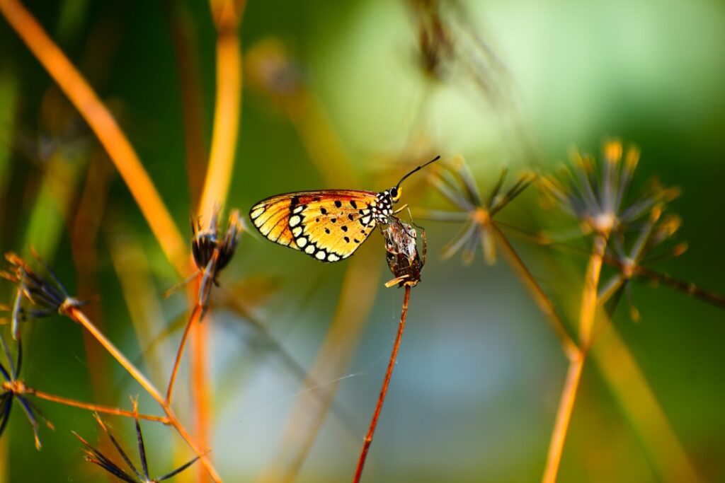 The Magnificent Monarch Butterfly: Danaus plexippus