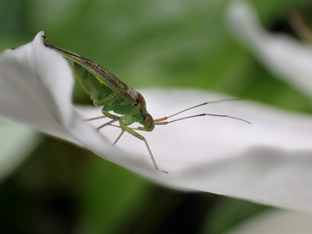 Katydid: The Fascinating World of Tettigoniidae