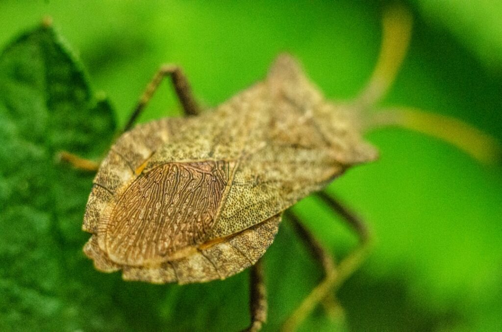 Dealing with Stink Bug Infestations: Effective Pest Control Methods
