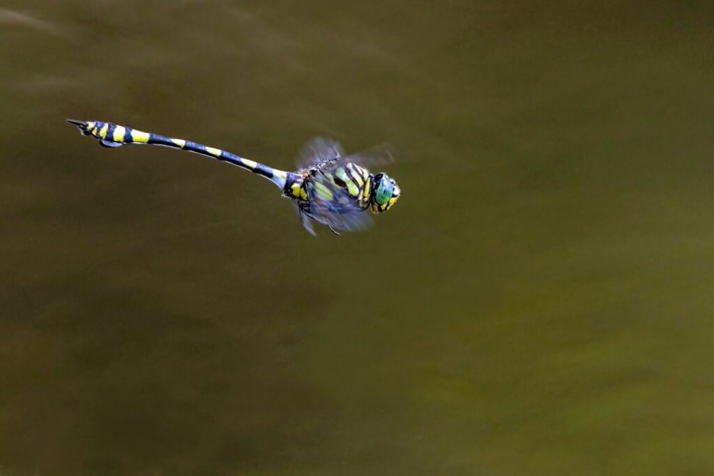 Discovering the Common Dragonfly: Anax junius in the Wild