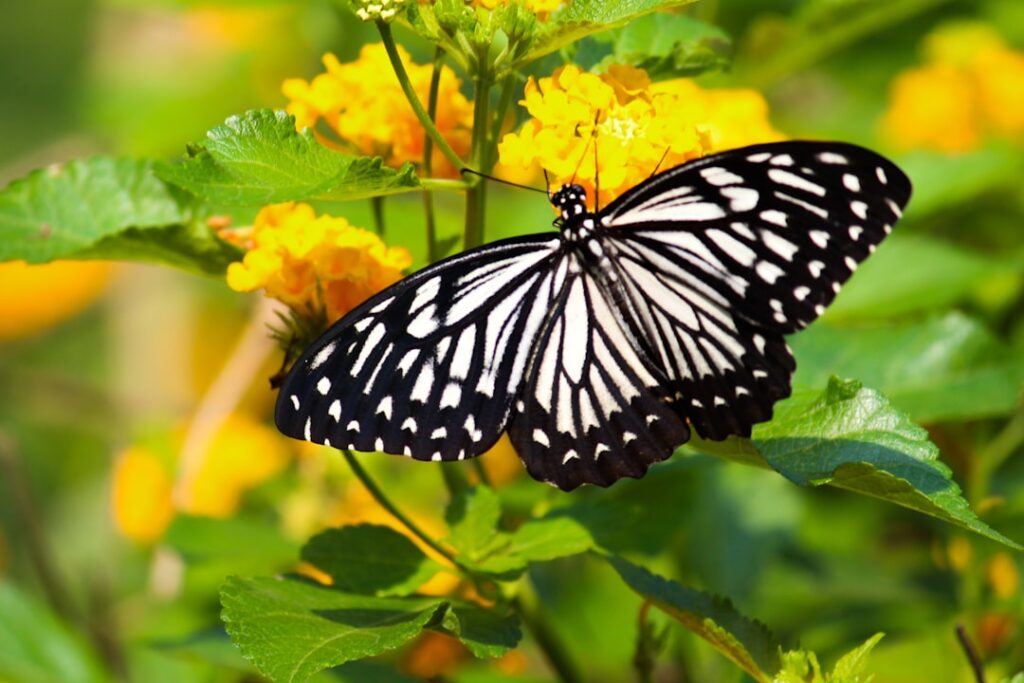The Painted Lady Butterfly: A Beautiful Sight