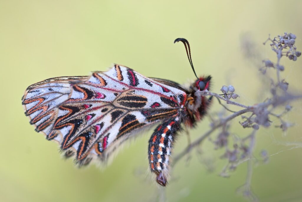 The Majestic Peacock Butterfly: A Sight to Behold