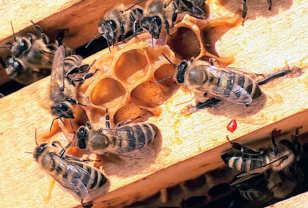 Managing Varroa destructor: A Guide for Beekeepers