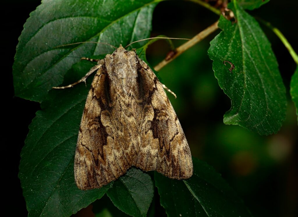 The Enigmatic Atlas Moth: A Master of Camouflage