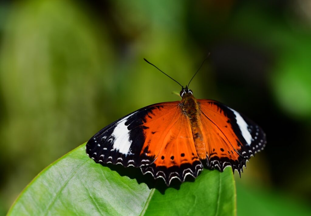 Green Lacewing: A Natural Solution for Pest Control