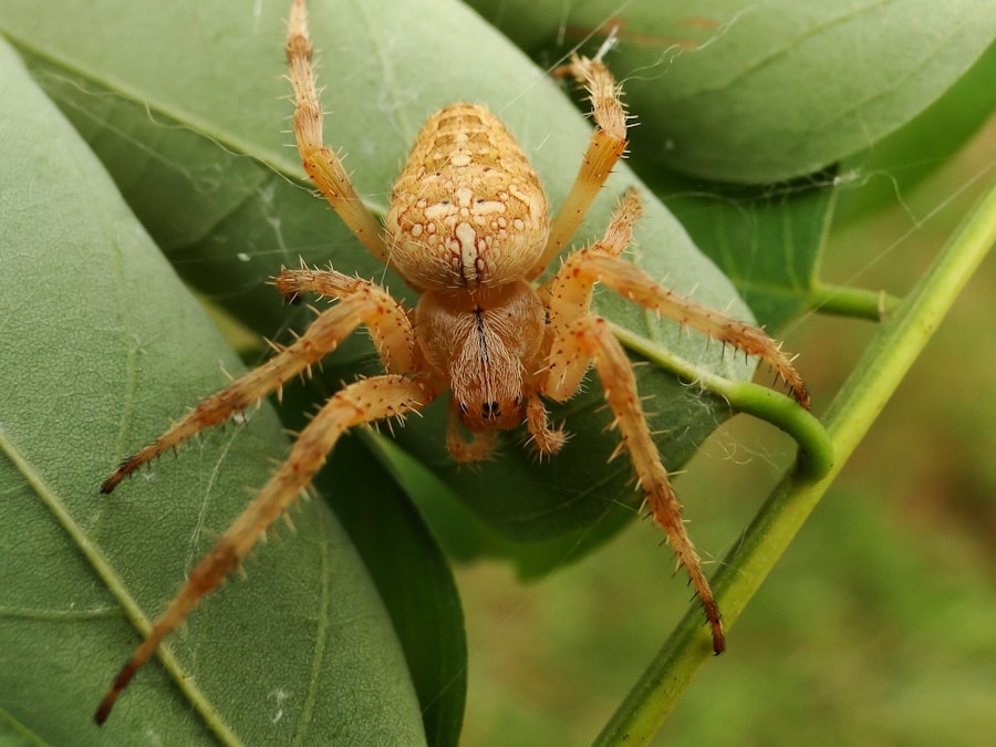 Long-Legged Sac Spider: A Common Household Pest
