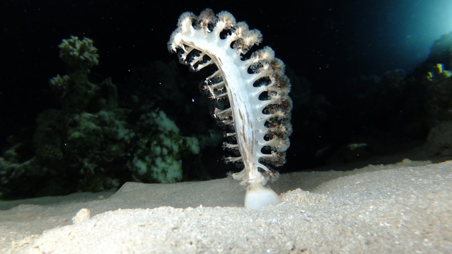 Exploring the Diverse Subphylum: Myriapoda
