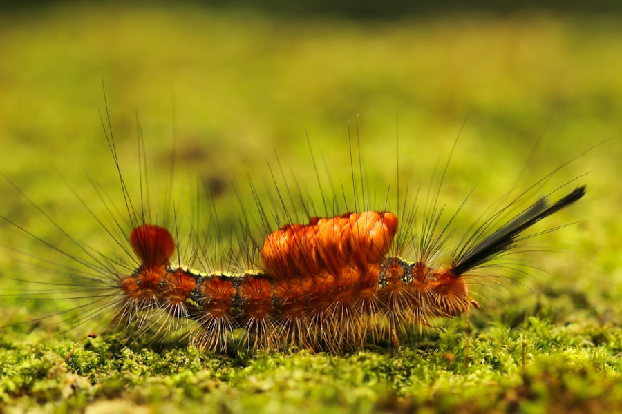 Unveiling the Chinese Red-Headed Centipede: Scolopendra subspinipes mutilans