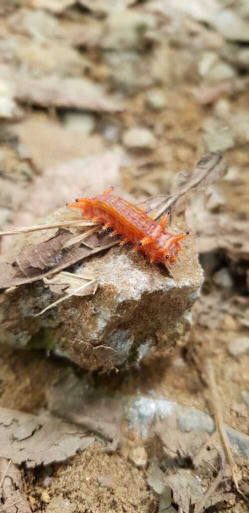 Texas Red-Headed Centipede: Fascinating Facts and Behaviors