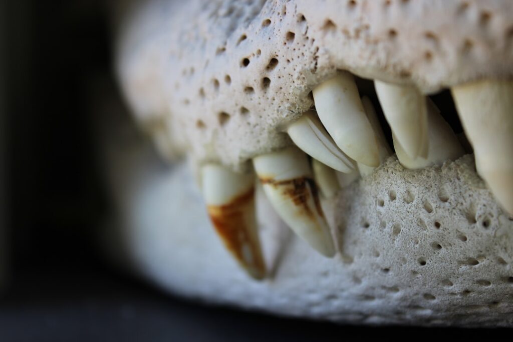 The Fascinating Ivory Millipede: Chicobolus spinigerus The Fascinating Ivory Millipede: Chicobolus spinigerus