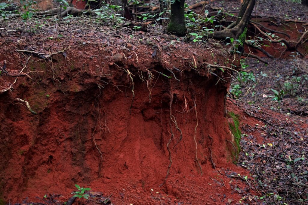 Uncovering the Elusive Soil Symphylan
