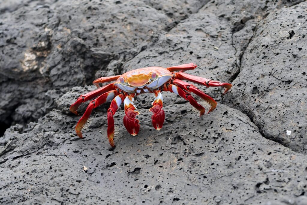 Exploring the Diverse Subphylum: Crustacea