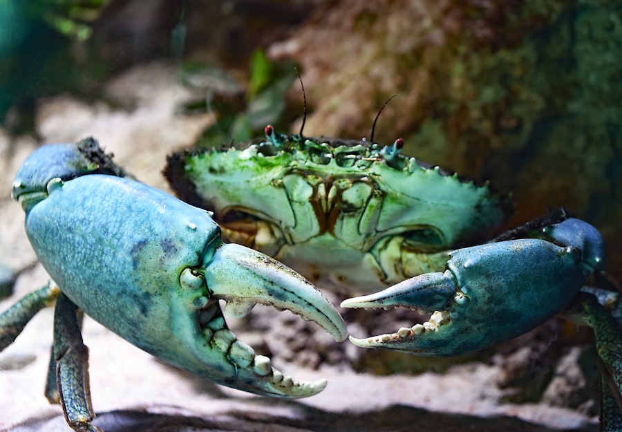 Blue Lobster