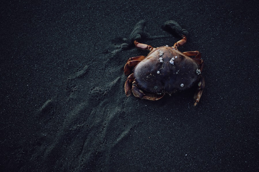 Spider Crab