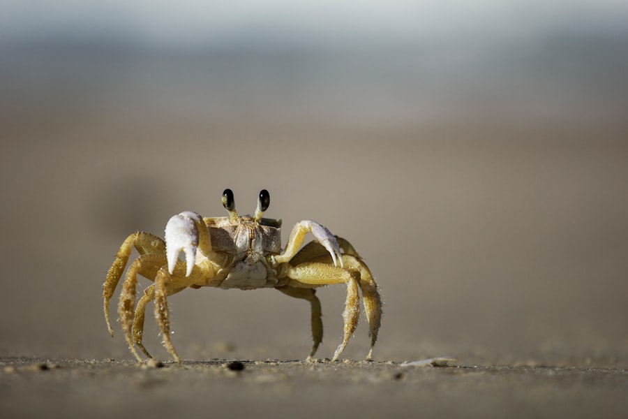 Photo Spider Crab