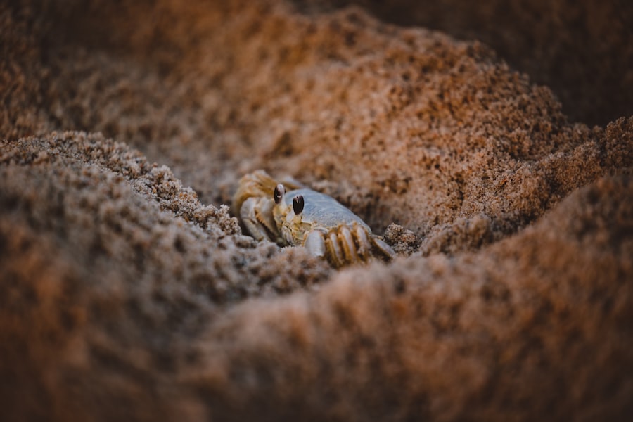 Photo Box Crab