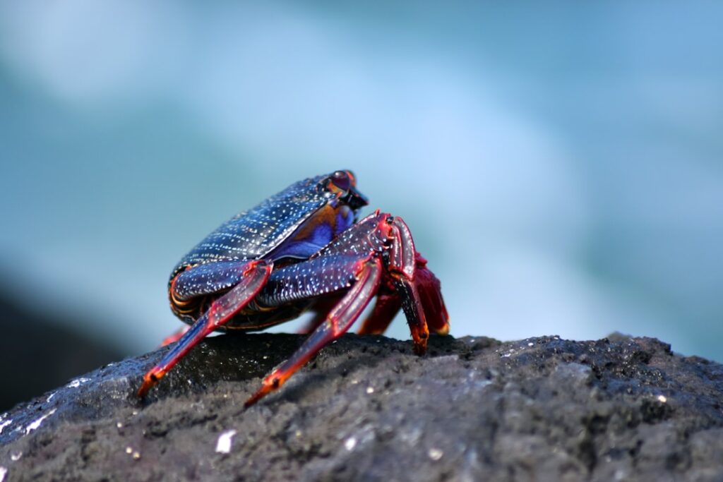 The Enigmatic Blue Lobster: A Rare and Stunning Sight The Enigmatic Blue Lobster: A Rare and Stunning Sight