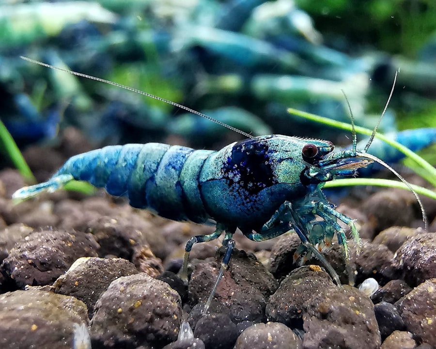 Photo Blue Lobster
