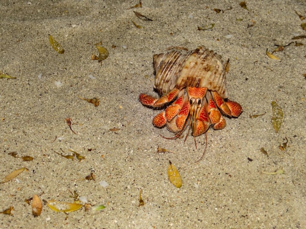 Coconut Crab: Nature’s Giant Scavenger Coconut Crab: Nature’s Giant Scavenger