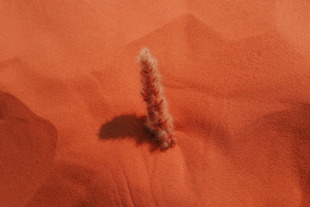 Snow Shrimp: A Guide to Macrobrachium rosenbergii Snow Shrimp: A Guide to Macrobrachium rosenbergii