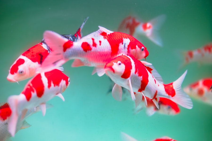 Pink Shrimp