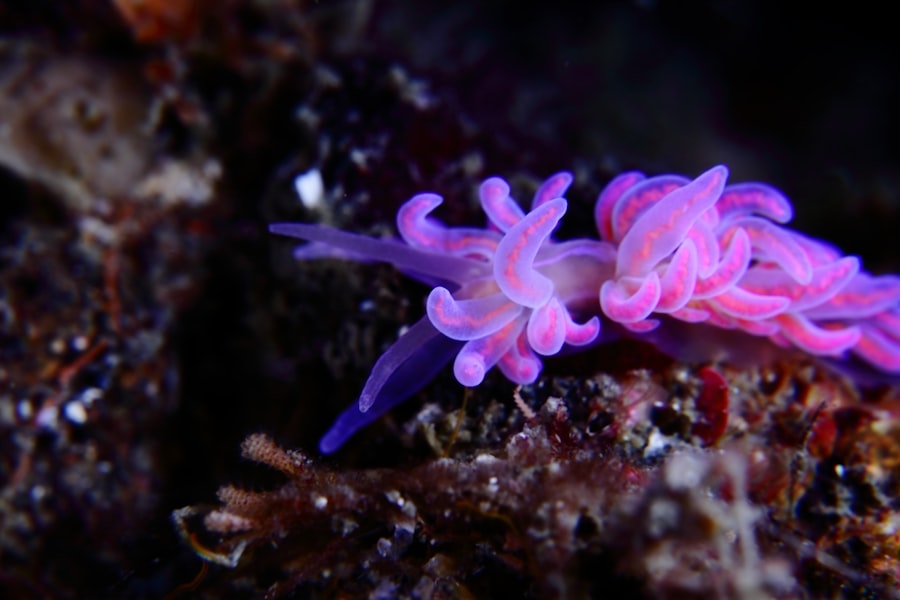 Photo Pink Shrimp