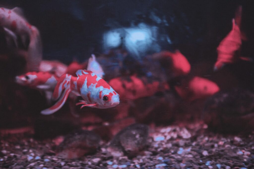 Exploring the Fascinating Pink Shrimp