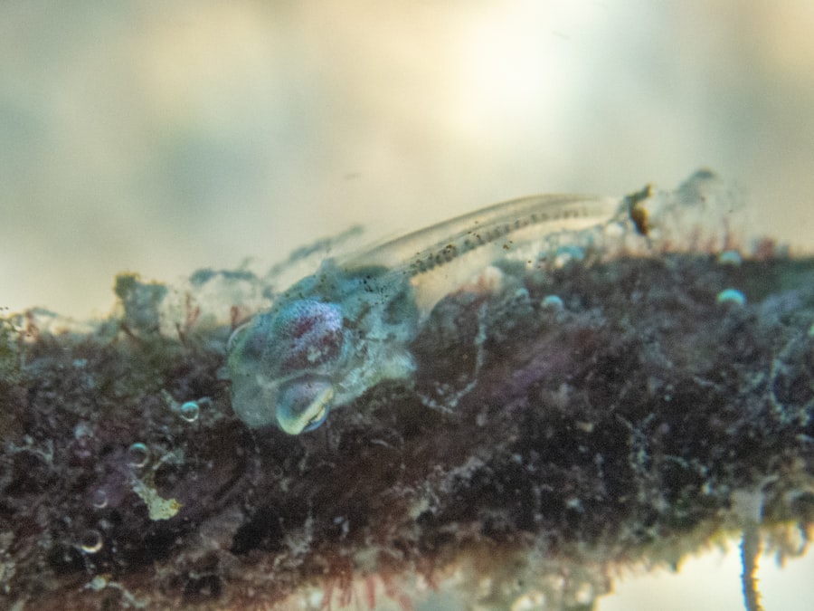 Photo Tadpole Shrimp