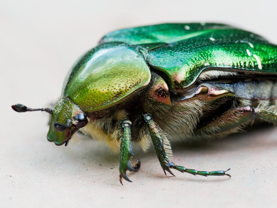 Photo Hercules Beetle