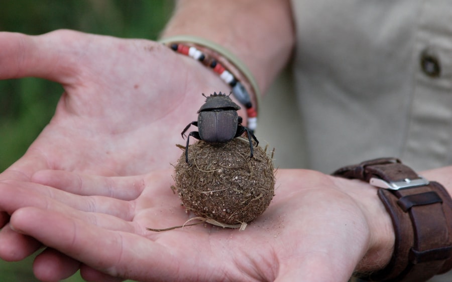 Dung Beetle