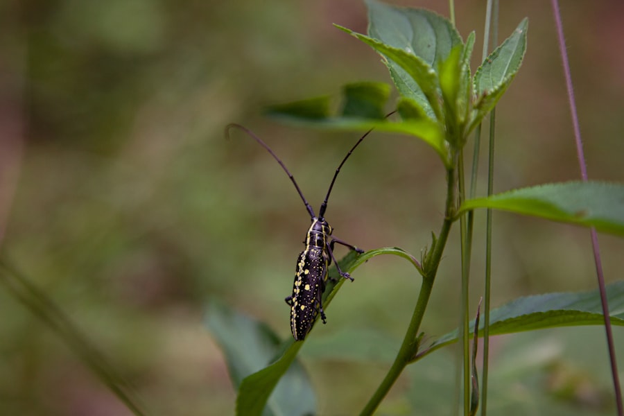 Longhorn Beetle