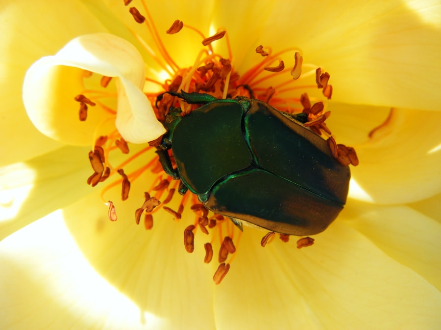 Jewel Beetle