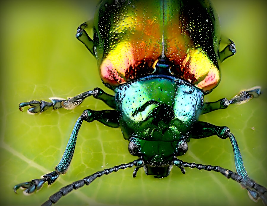 Photo Jewel Beetle