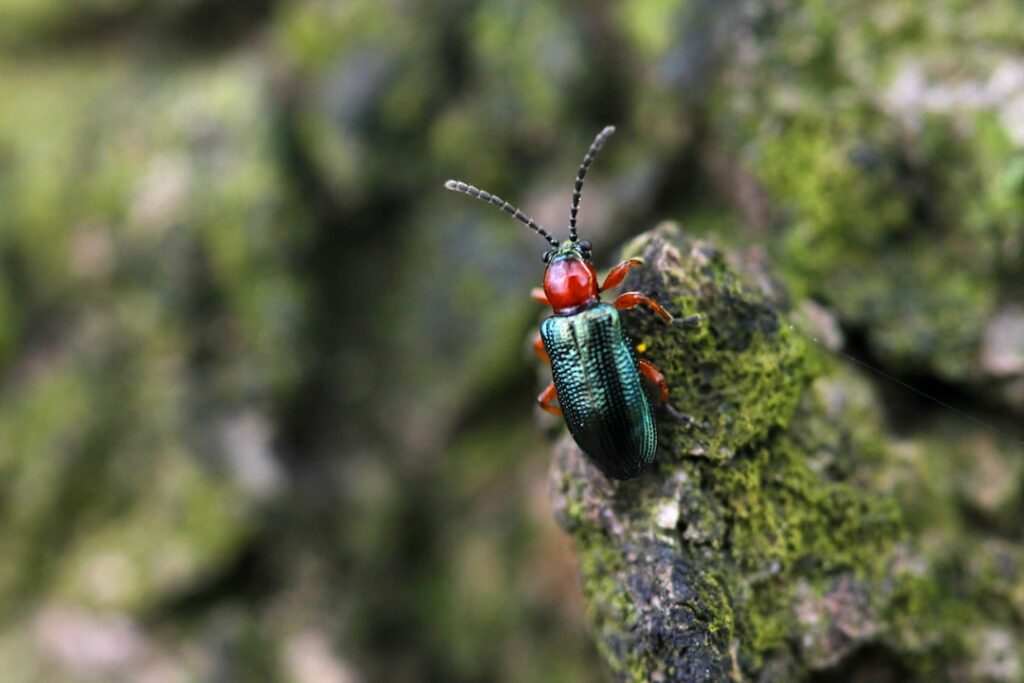 The Stunning Jewel Beetle: Chrysochroa fulgidissima