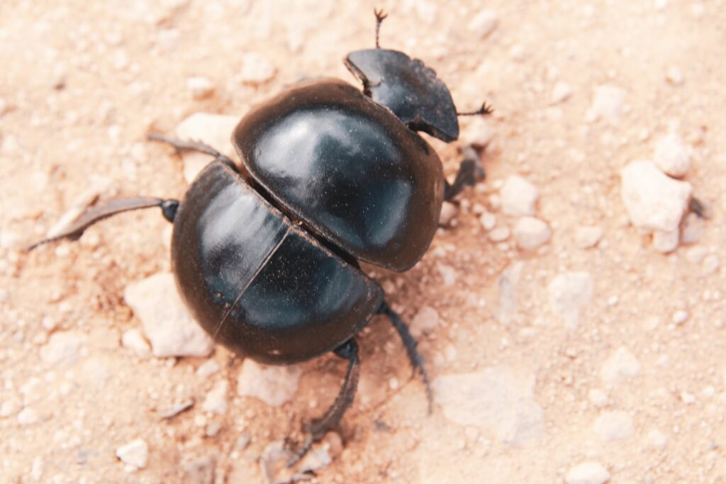 The Fascinating World of the Dung Beetle